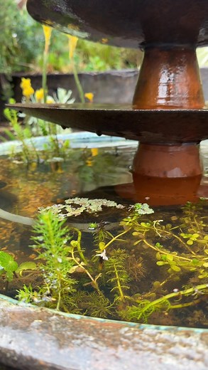 If you’d like some info on water plants (including some edible ones) and big or small water feature inspiration check out our latest issue of @organicgardenermag - it’s our water issue💧 Here I’ve made a water feature using recycling parts - can you spot 2 old metal tractor parts, 1 old glass bowl and 3 recycled upturned terracotta pots? I used pond safe silicone to stick them together. I’ve nestled this into an old water bowl we had and planted the water bowl out with water plants including; 🌱