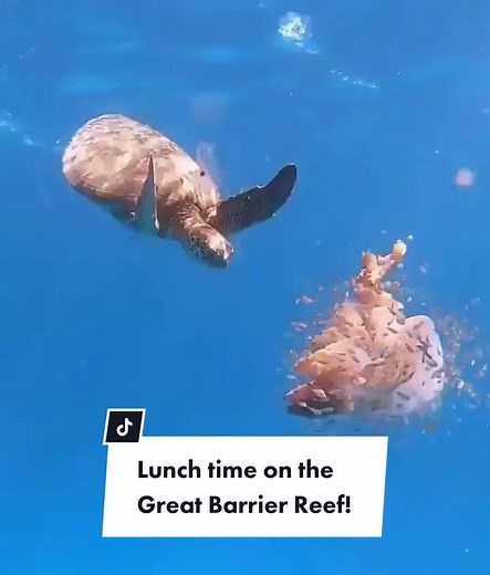 ¿Qué comen las tortugas marinas?