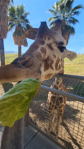 Feeding a Giraffe in SoCal (see description)