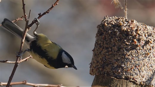Capturing wild birds photography using DIY bird feeders as the bait