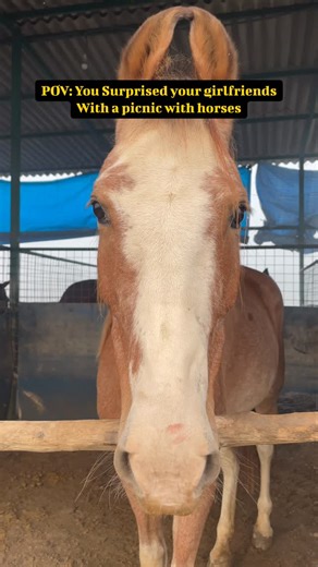 EQUEST - horse rides and chill on Instagram: "Our Picnic with Horses is a slow, dreamy experience — no rush, no crowd, just you, nature and our gentle horses 🐎✨ What’s included: • Guided interaction with our horses • A relaxed countryside picnic setup • Time to unwind, take photos, paint, journal or simply sit in nature • horse riding (beginner-friendly & supervised) Available slots: Saturday – 9:30 AM & 2 PM Sunday – 9:30 AM & 2 PM Location: Sector 128, Noida Each slot is limited to maintain a