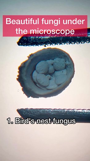 Exploring Mycelium Structure and Fungal Ecosystems
