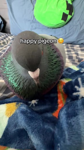 all coquito does now is sit in my spot in bed and call for cuddles 😭😭 and if he's not in my bed, he looks for my big fluffy robe i fall asleep in sometimes and sleeps in that. i love him so much #petpigeon #rescuepigeon #pigeonsoftiktok #pigeon #petpigeon