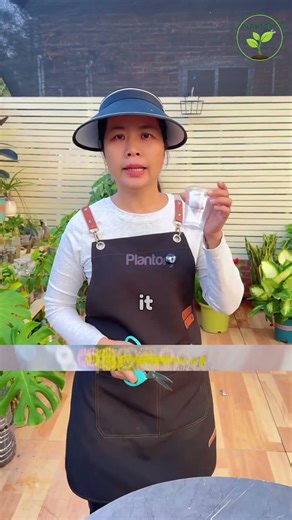 Grow Roots in 30 Days Using a Disposable Cup 🌱 | Crazy Easy Plant Hack