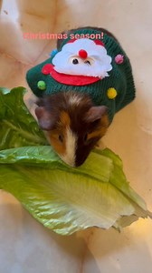 Guinea pig with Christmas costume น่ารักมากเลยใช่ไหมคะ #สัตว์โลกน่ารัก #เด็กไทยในอเมริกา #guineapigs #cutepets | Wiengping Sarasom