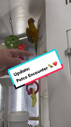 So I came back to PETCO and this is what happened. 🦜❤️ #SunConure #birdsoftiktok #birdie #LoveStory #petco #MrPersonality🦜 #fyp #InLove #HappyBird #nature #birdtok #birds #funnybirdsontiktok #fypシ゚viral #Icameback #SweetBird