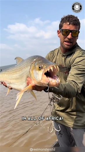 Goliath Tigerfish 🐟 The Most FEARED River Fish! It attacks fast and hard—no warning. This fish is the real river nightmare. #goliathtigerfish #wildlife #nature #animalfacts | 1 Minute Animals