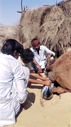 Rare Desert Moment After Camel Delivery | People Were Amazed