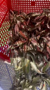 🙏កសិដ្ឋាន​លក់​កូនត្រី​ សូម​ជំរាបសួរបងអូនមាន​ ស្រះ​ ត្រពាំង បឹង​ លូ​ អាង​ ពាង​ អាច​ទំនាក់ទំនង​កម្ម៉ង់​កូនត្រី​ មានដូចជា 🐟ពូជត្រីរាជ​ ត្រីគល់រាំង​ ត្រីឆ្កោក​ ត្រីព្រលូង​ ត្រីខ្ចឹង 🐟ពូជត្រីដំរី​ ត្រីក្រាយ​ ត្រីខ្យា​ ត្រីឆ្លាំង​ ត្រីសន្ដាយ​ ត្រីកេះ 🐟ពូជត្រីប្រា​ ត្រីពោ​ ត្រីរ៉ស់​ ត្រីឆ្កោក​ ត្រីក្រាញ់យក្ស 🐟ពូជត្រីអណ្តែងទន់ស្រែ​ អណ្តែងកូនកាត់​ អណ្តែងរឹង. 🐟ពូជត្រីកន្ធរ​ កូន​ឆ្ពិន​ ត្រីទីឡាប់យ៉ាក្រហម​ ខ្មៅ 🐢ពូជកន្ធាយ.🐸.កូនកង្កែប.🪱.កូនអន្ទង់. 👉ពន្យល់​និង​ណែ​នាំ​ពី​បច្ចេកទេស​ចិញ្ចឹម​ ការ​​ប្រើប