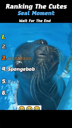 Ranking Cutest Seal Moments #cute #funny #animals