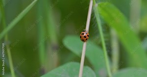 Beautiful Ladybug walking up a green grass steam in hurry , with all its red and black spots