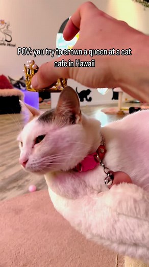 Aloha and welcome to the Maui Cat Cafe! Meet rescue cats, including Maui fire survivors, at Hawaii’s second cat café—sip, cuddle, and adopt in paradise!. There were about 18 cats available during my stay. The owner did such a good job with the decor and I couldn’t help but dig into the merch and got myself some kitty tarot cards. | dancatdad