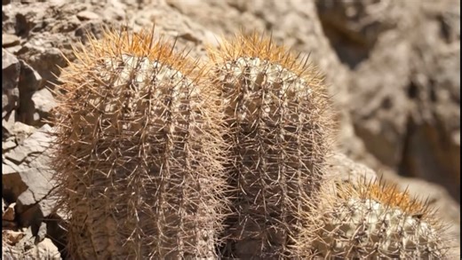 Copiapoa eremophila 高山强刺逆鳞丸 龙爪球的原产地探索