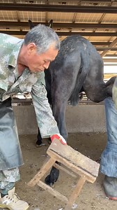 The donkey kept struggling and the nails were too long!丨ASMR丨Donkey hoof cutting sound | Prince of the Black Donkey&ASMR hoof