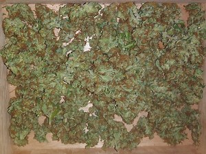 Critical Purple | Marijuana Strain Reviews