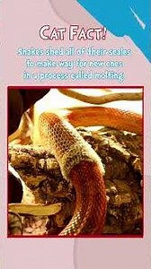 Can You Guess the Reptile?! #DrSeuss #Shorts