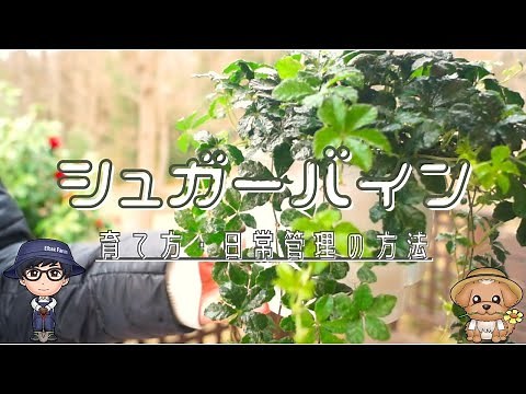 シュガーバインの育て方・日常管理の方法