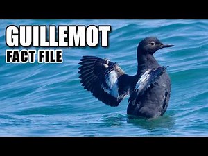 Guillemot Facts: the Arctic "Pigeon" 🕊️ Animal Fact Files