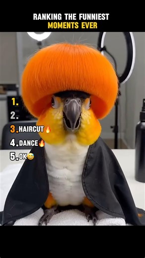 Ranking the Funniest Moments Ever😂 #trynottolaugh #funny