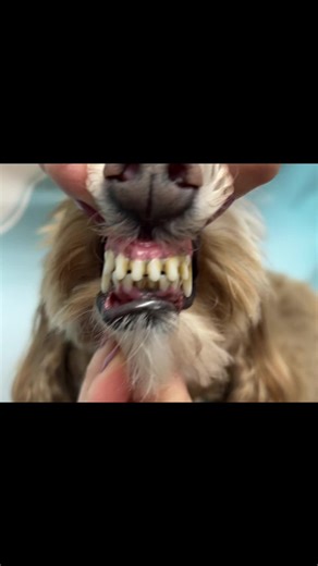 Transform Your Pet's Smile with Ultrasonic Cleaning