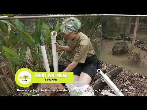 Learn how to create a Frog Hotel!