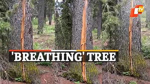 'Breathing' tree