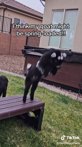 Watch This Spring-Loaded Baby Goat Jump Twice!