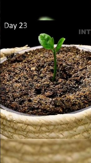 Lemon 🍋 Seed To Tree Time Lapse #timelapse #nature #tree