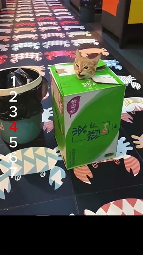 にゃんこはエイリアンの友達? 냥이 친구는 외계인? Is your cat friend an alien? #cat #やせる #funny #cats #cute0128 21