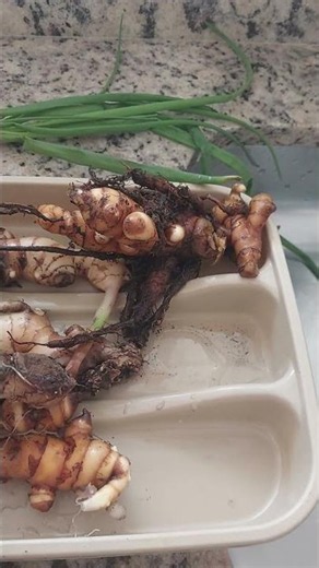 GENGIBRE E CÚRCUMA EM VASO #plantas #horta #curcuma