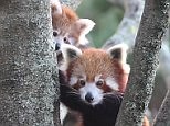 Red panda cubs explore their new enclosure at Symbio Wildlife Park