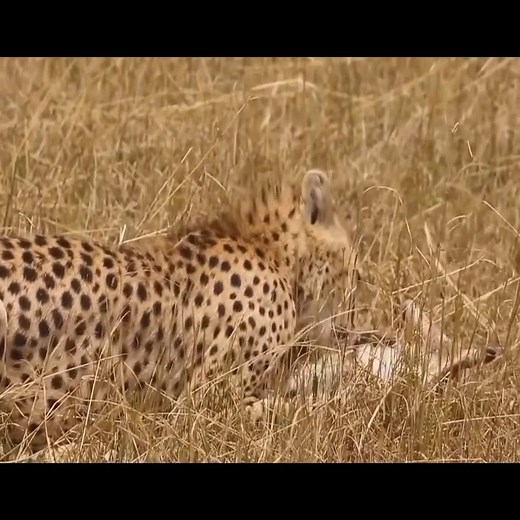 124 Cheetah playing with baby gazelle and the end | FH Studios