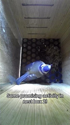 Will this blue tit start building a nest in nest box 2? #birdsnest #birdcam