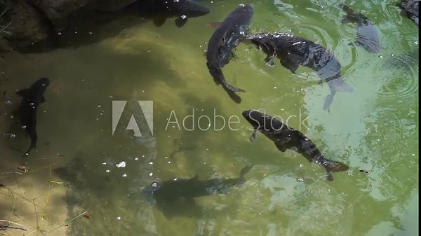 Carps swim in a small pond. The common carp or European carp (Cyprinus carpio) is a widespread freshwater fish of eutrophic waters in lakes and large rivers in Europe and Asia.