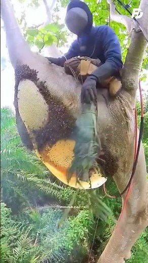 Why Don't Bees Attack Beekeepers? The Smoke Secret Revealed!