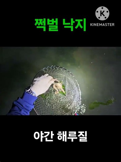 쩍벌낙지는 잡기 쉬워요 #해루질 #낙지 #해루질포인트