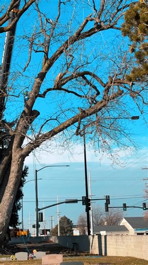 A dying tree was putting employees and visitors at risk so we safely removed it. | Woolf Tree Service Inc.