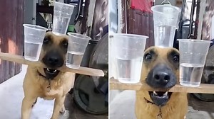 Dog Balancing Three Cups of Water | Know Your Meme