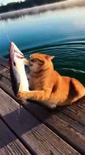 Quand Patate décide que le poisson attrapé par Marie est à lui
