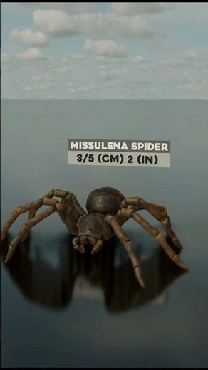 Spider Size Comparison 3D | 3D Real Scale | 3D Comparison