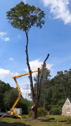 Clearing away a removed tree involves managing a surprising amount of debris, from limbs to the stump. These often necessitate additional services like chipping and stump grinding, impacting both cost and timeline. #trees #annarbormi #treeremoval