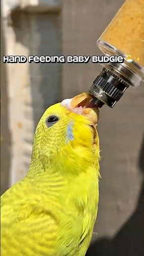 First Handfeeding Baby Budgie Experience 💛🐥