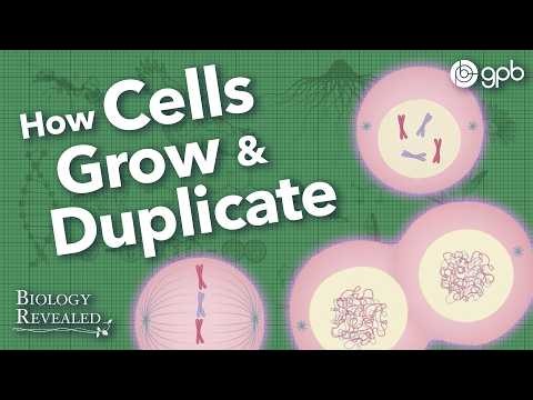 How do cells reproduce?
