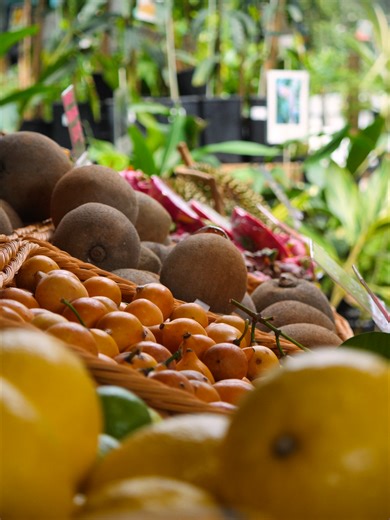 We’ve got plenty of Fruity Favourites in abundance this week at Tropical Fruit World. Plenty of finger limes, achacha and star fruit in the Fruit Market at incredibly low prices due to the influx of fruit we’ve had from these orchards this year.🌿 After all the rain from Cyclone Alfred last year, the trees have produced a really plentiful crop, and these three are looking especially good. If you’re wanting to grab some while they’re in season, now’s a great time to pop into our fruit shop and ge