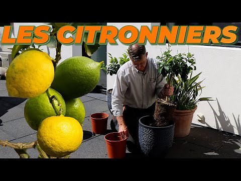COMMENT BIEN RÉUSSIR LA PLANTATION DE CITRONNIERS - Que Faire Dans Mon Jardin ? Semaine 19