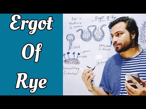 Ergot of Rye | Claviceps, Disease cycle