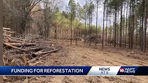 Forest Restoration Program offers help for tree farms