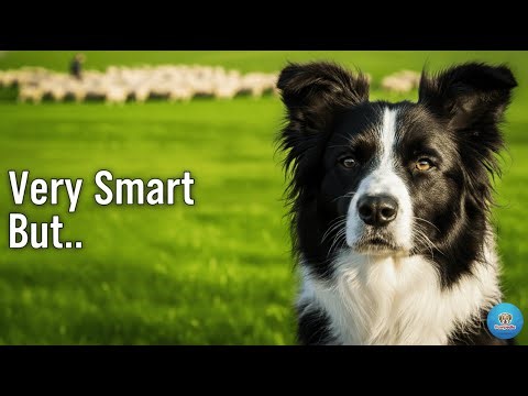 Border Collie – How Did This Dog Outsmart Everyone?