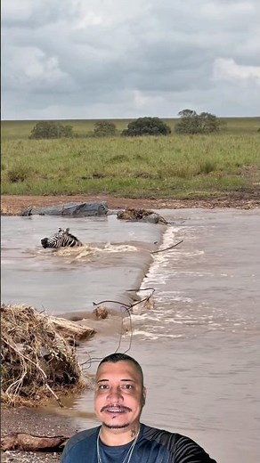 The zebras were sucked into the water out of nowhere.