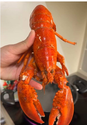 How to Boil Lobster Perfectly: A Guide